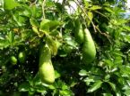 honey varietals - avocado