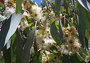 Eucalyptus Blossom