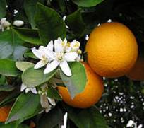 Orange Flower and Fruits