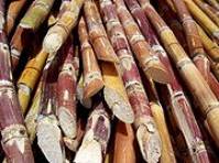 Sugar Cane Ready to produce sugar