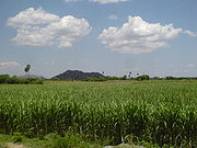 Sugar Cane Plantage