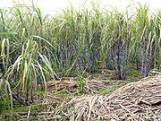 Sugar_cane_plants